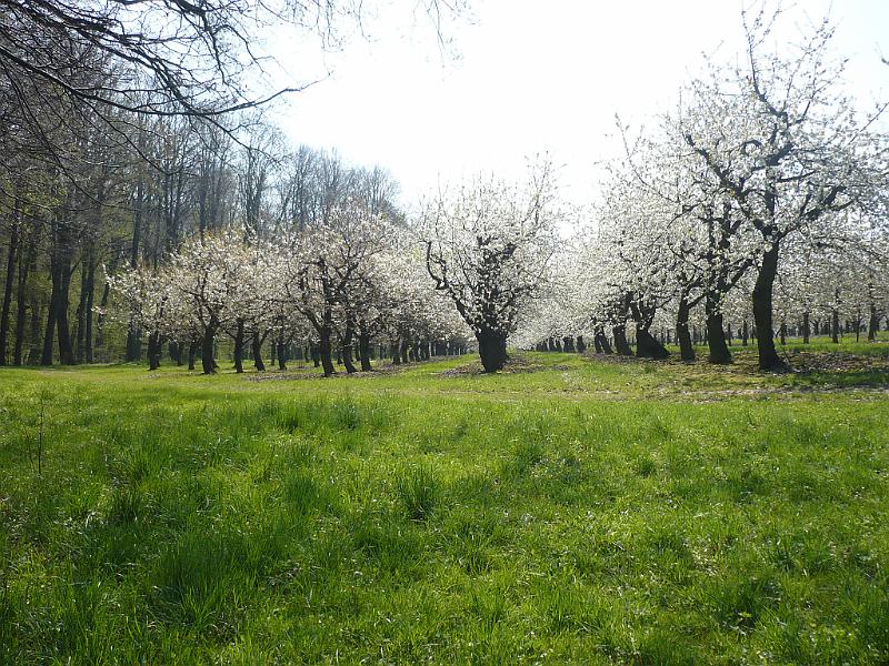 2010-04-24, Röhrsdorfer Grund (10).JPG